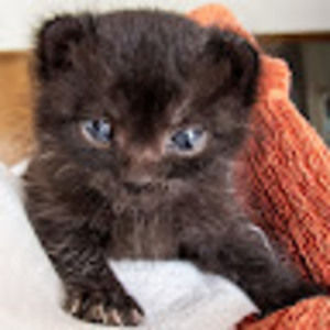 Meet your Posher, Pat